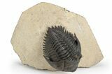 Detailed Metacanthina Trilobite - Lghaft, Morocco #248771-2